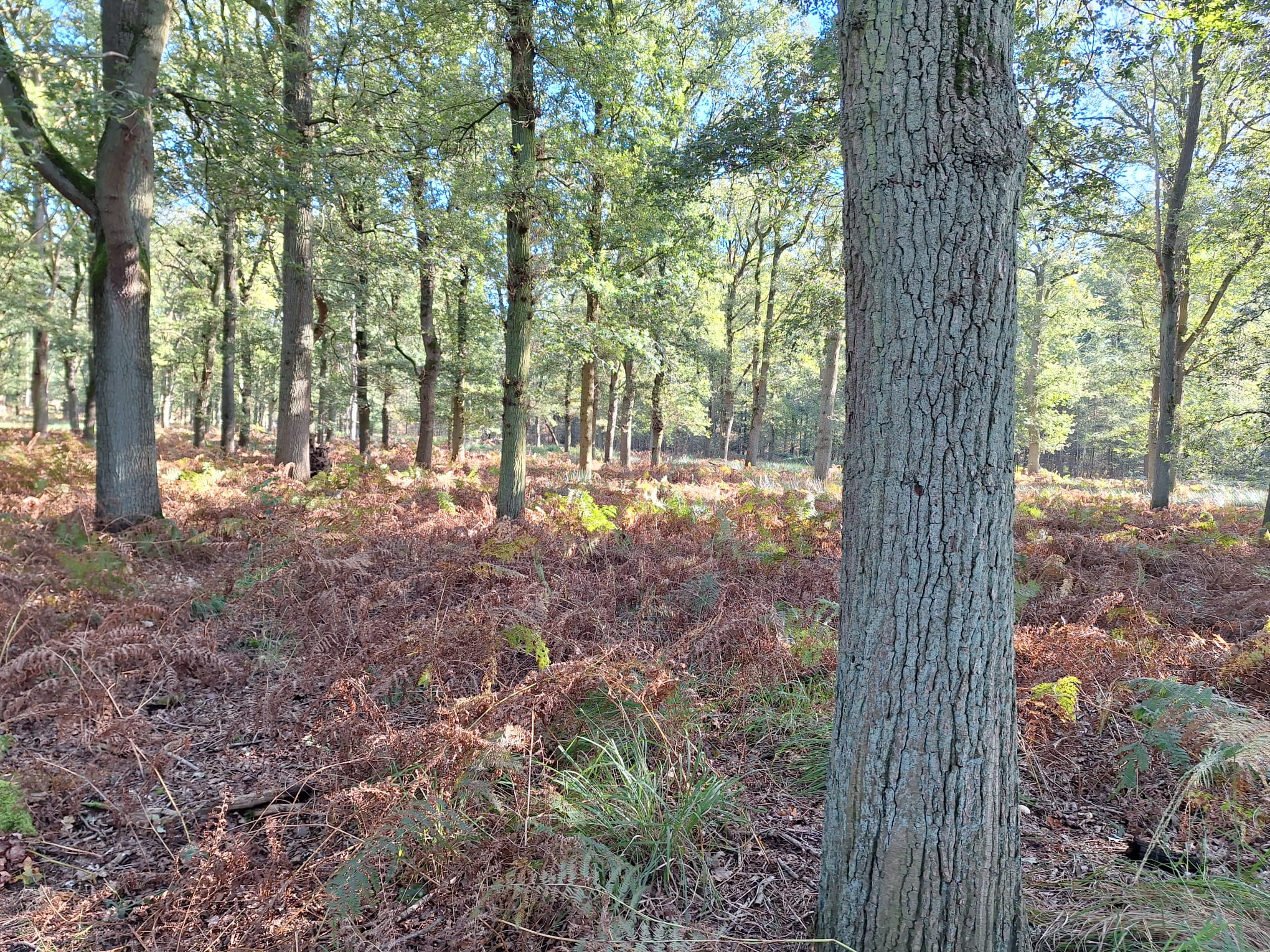 Strickmodelle für den Herbst